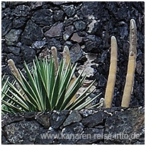 Exotische Gewächse kanaren, botanischer garten, pflanzen