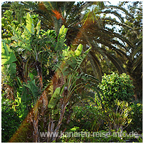 Üppige Vegetation auf La Palma kanaren, la palma, pflanzen