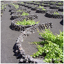 Weingut auf Lanzarote kanaren, lanzarote, weingut