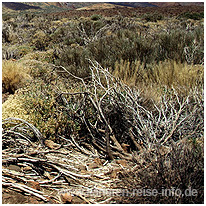 Trockenvegetation am Fuße des Teide kanaren, teide, berg, teneriffa